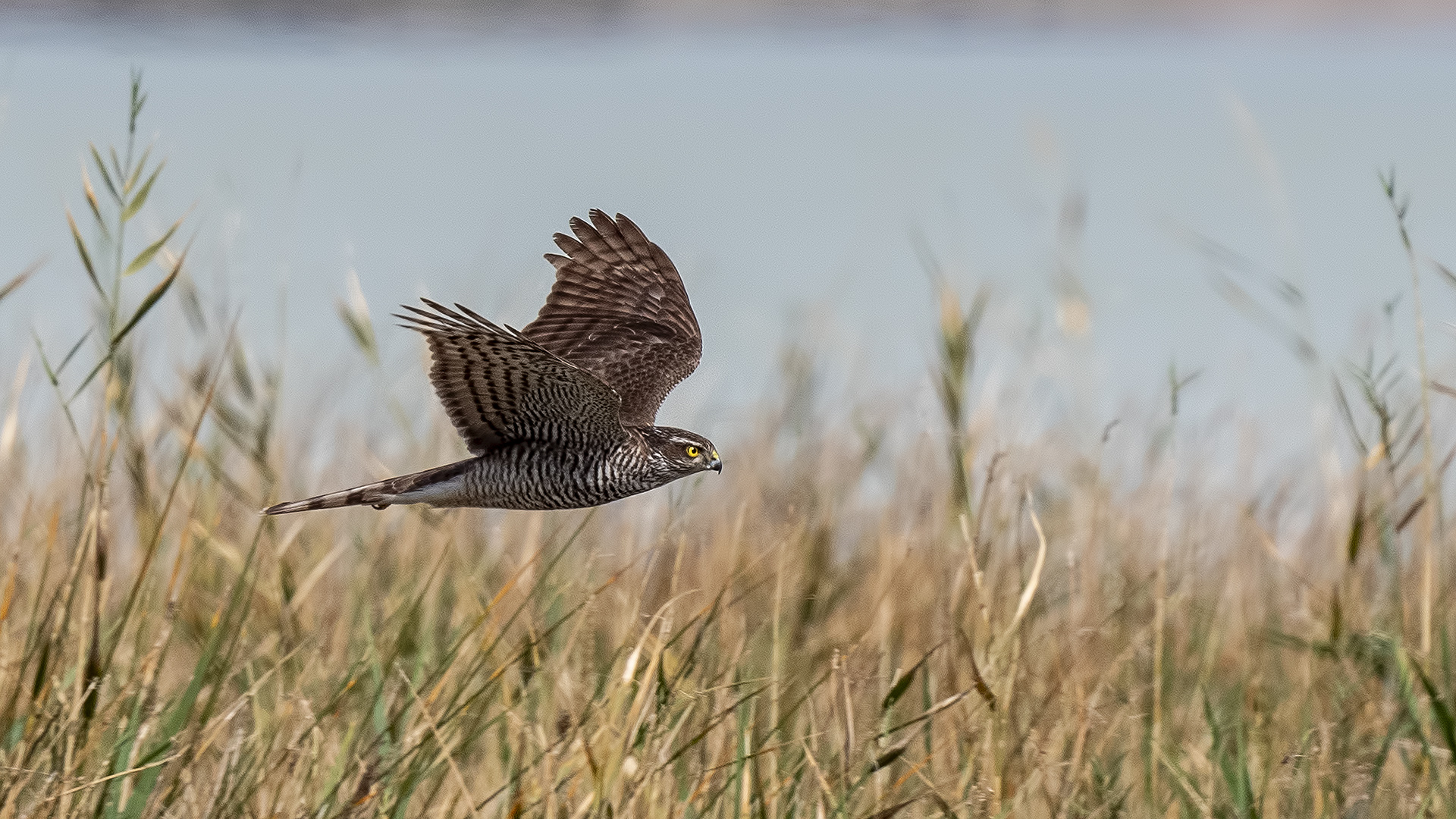 Eurasian Sparrowhawk
